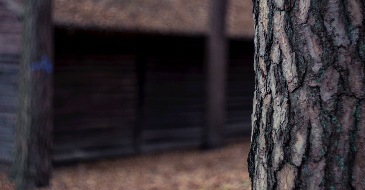 How can seniors get free tree removal in my area?