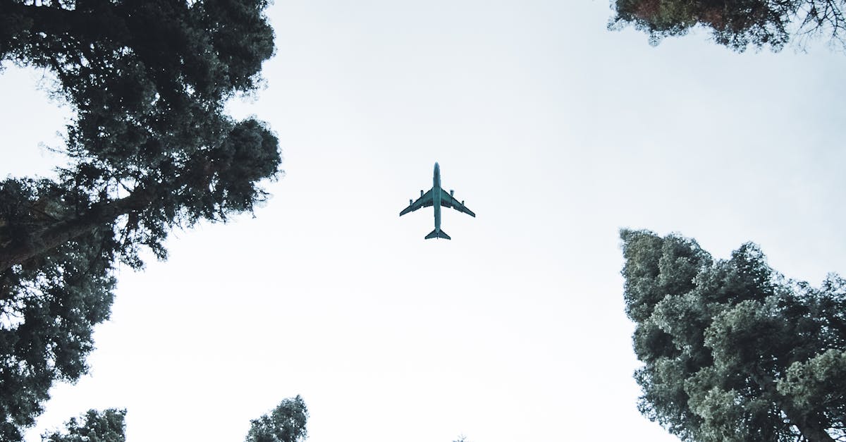 Tree Pruning and Trimming